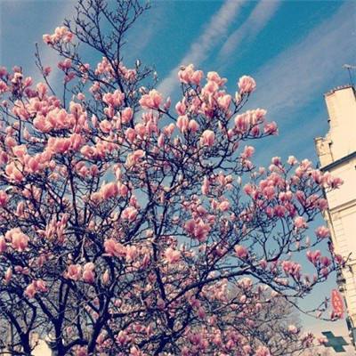 传奇召唤师九游版下载